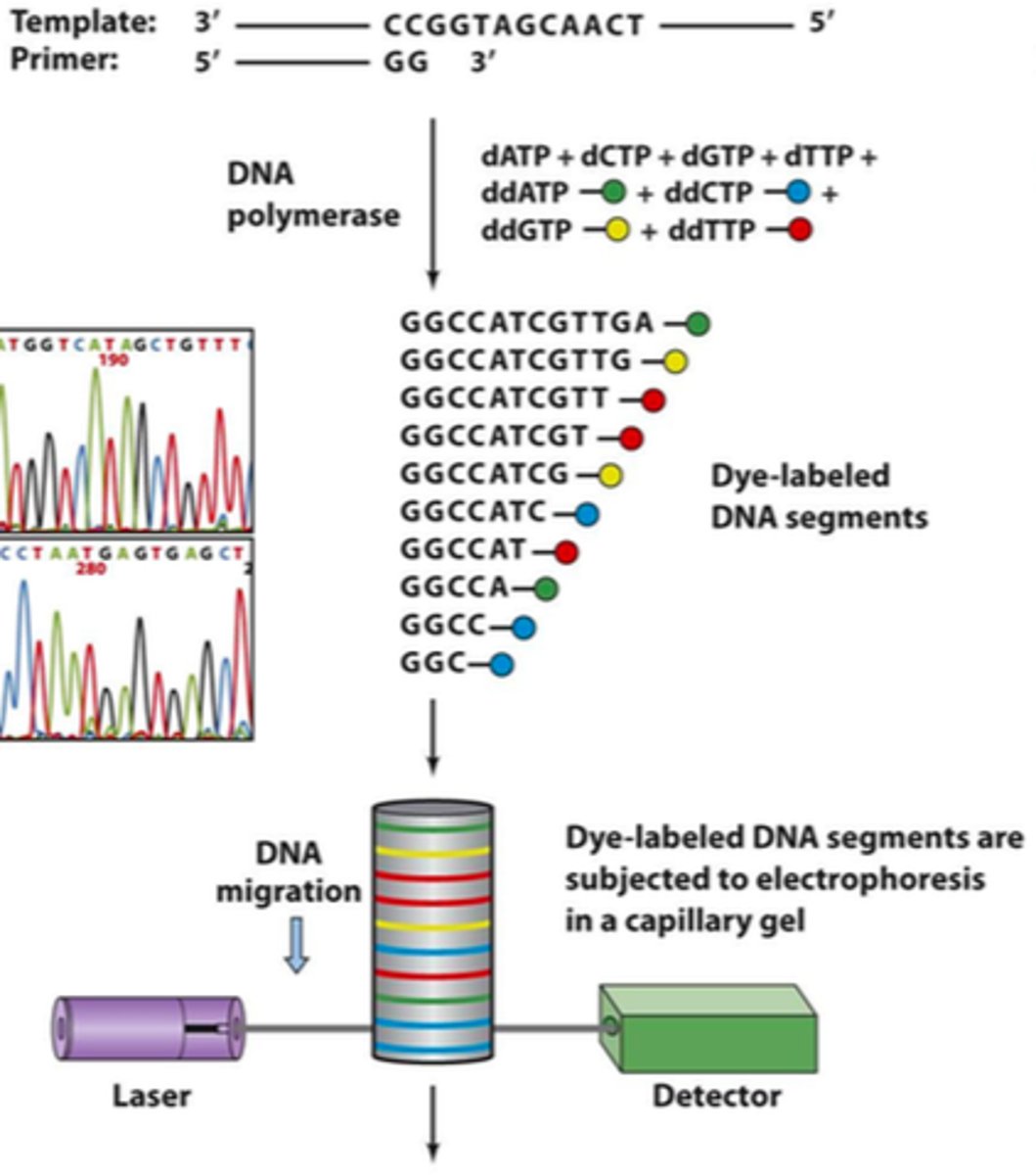 <p>A faster method of sequencing DNA eg using capillary flow electrophoresis.</p>