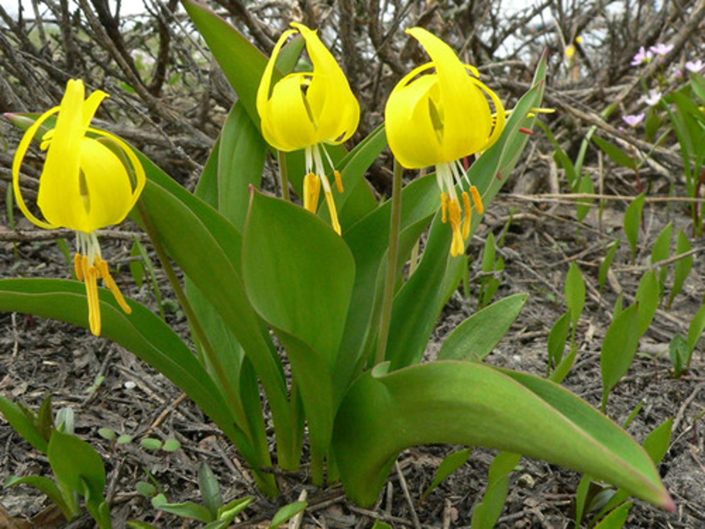 <p>Early bloomer</p><p>Emerges right after snowmelt using stored energy in its underground bulb.</p><p>One of the first signs of spring in alpine meadows.</p><p>Showy yellow flower</p><p>Bright nodding blossoms on slender stalks.</p><p>Adds visual beauty to otherwise sparse early-season landscapes.</p><p>Food source</p><p>Bears and rodents dig up the energy-rich bulbs.</p><p>Pollinated by early-emerging insects including bees and flies.</p>