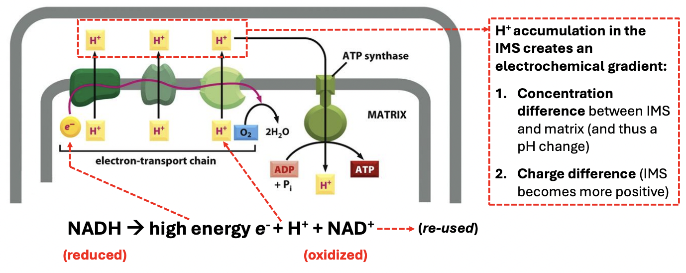 <p><strong>H+ accumulation in IMS </strong>creates an <u>electrochemical gradient</u> due to 2 things, including _</p>