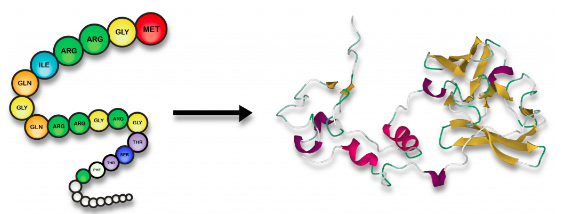 <p>amino acid → folded protein</p>