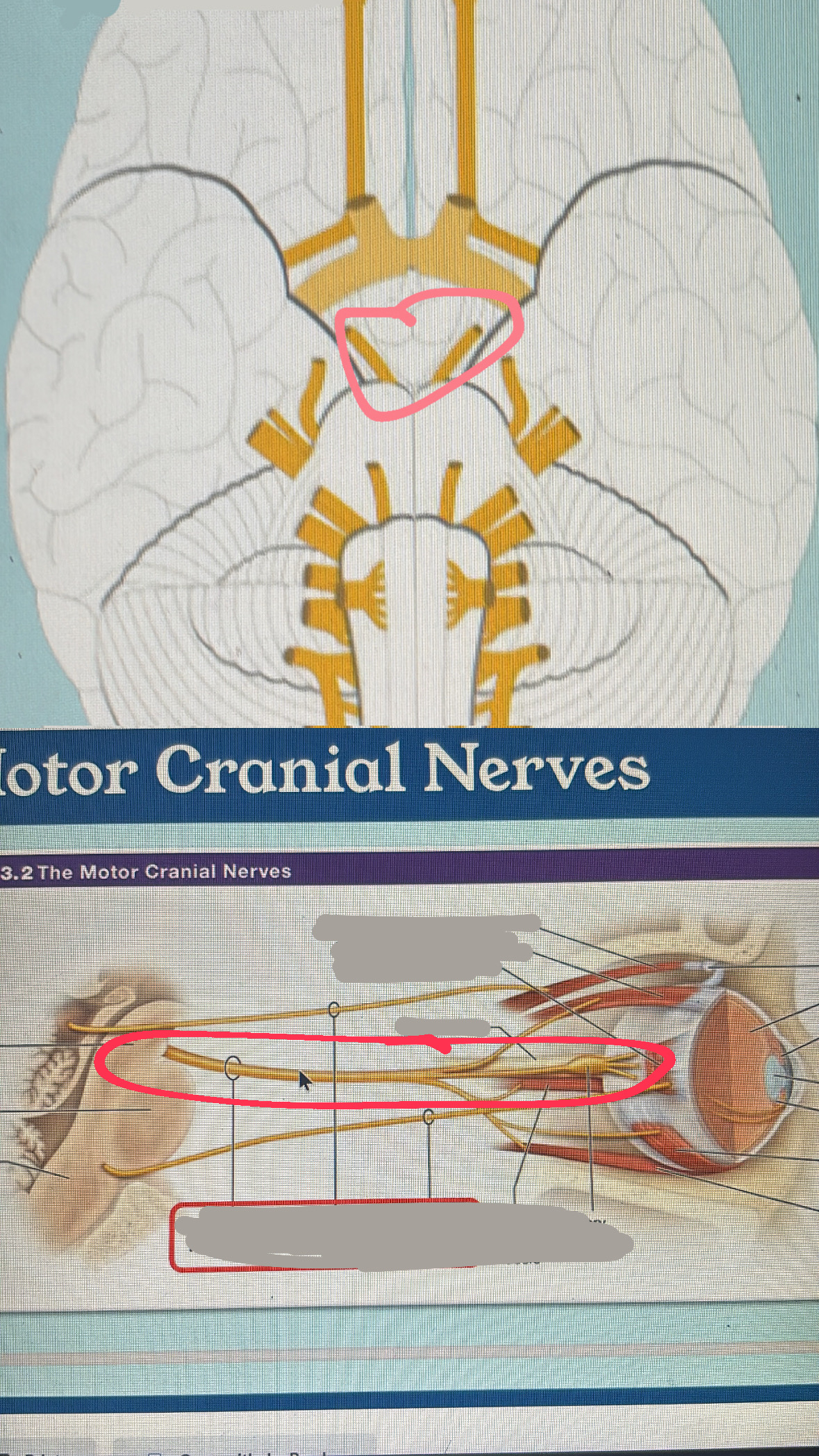 <p>III. eyes and eyelid movement; pupil constricting</p>