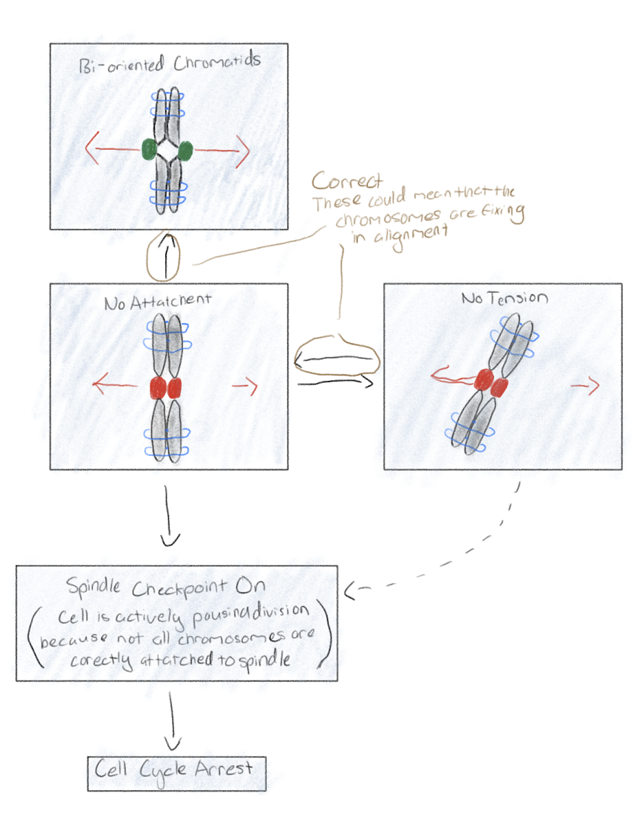<p>Occurs at the end of metaphase</p><p>Is each sister chromatid attached to microtubule from opposite pole?</p><p>“Spindle checkpoint</p><p>Anaphase does not start until all chromosomes are properly attached to spindle at metaphase plate</p>
