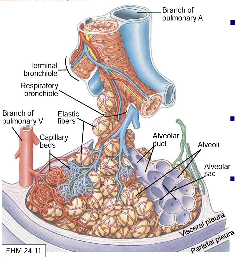 <p>Respiratory bronchioles: </p><p>       Lead to individual pulmonary lobule </p><p>       Branch as alveolar ducts to alveolar sacs, alveoli </p><p></p><p>Branches of pulmonary arteries and pulmonary veins form capillary bedsaround alveoli for gas exchange </p><p></p><p>Elastic fibressurround alveoli, assist in expiration</p>