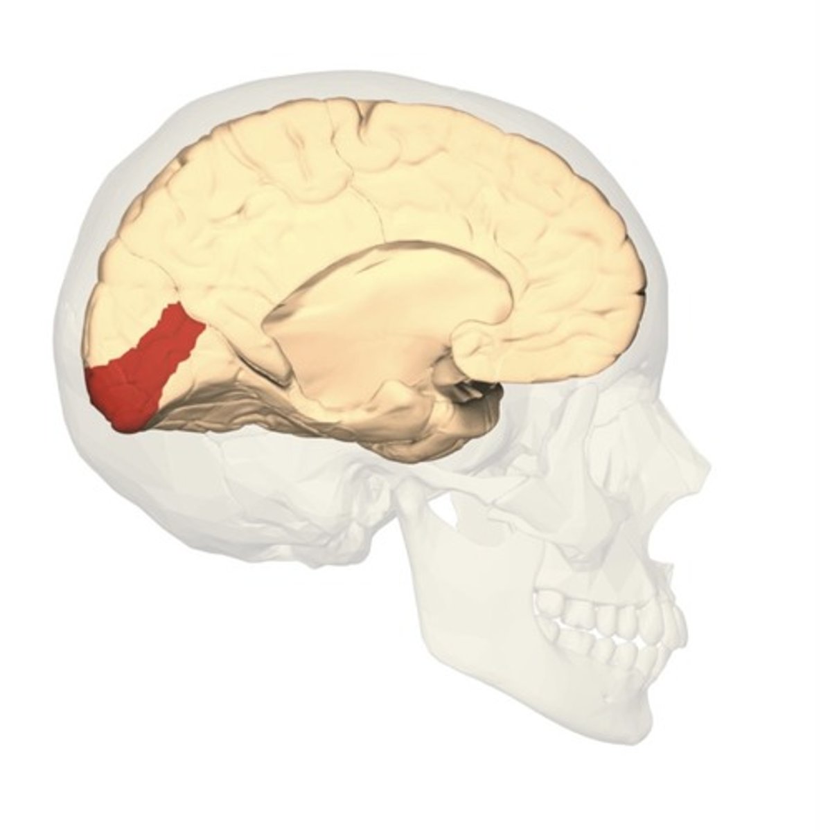 <p>essential to conscious processing of visual stimuli</p><p>visual info comes from lateral geniculate nucleus thalamus to primary visual cortex</p>