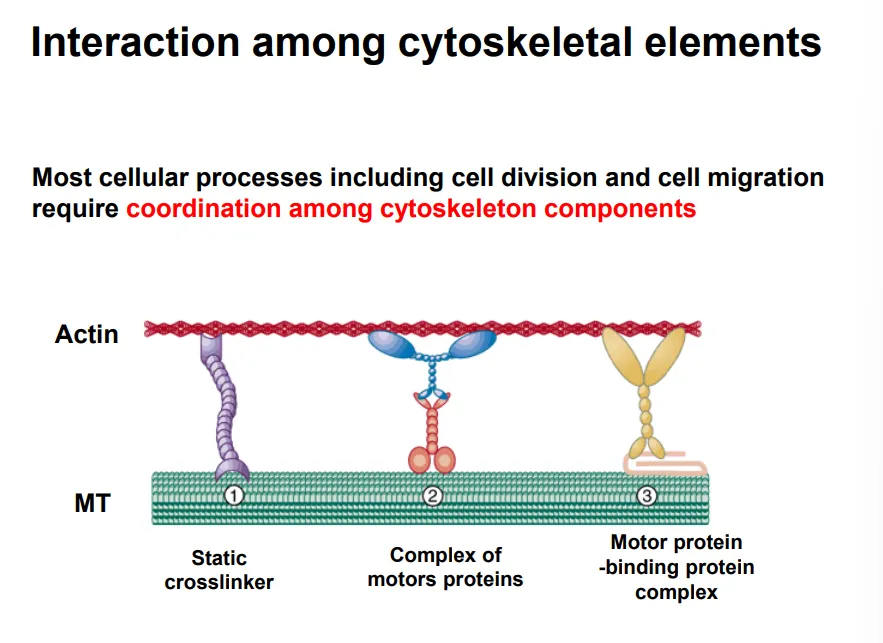 <ul><li><p>many processes require the coordination of multiple cytoskeletal components</p></li></ul><p>they can be connected by different crosslinkers to coordinate them:</p><ul><li><p><strong>static crosslinkers</strong>- neither can move</p></li><li><p><strong>motor protein complexes</strong>- both proteins can move along their elements</p></li><li><p><strong>motor protein-binding protein complexes</strong>- one is fixed, one can slide</p></li></ul><p></p>