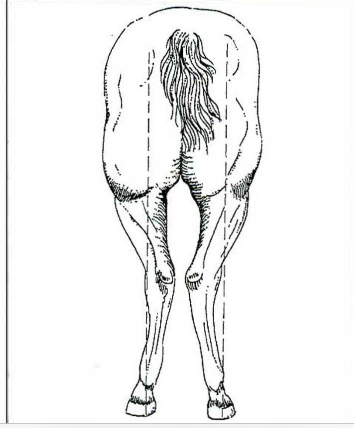 <p>Horse </p>