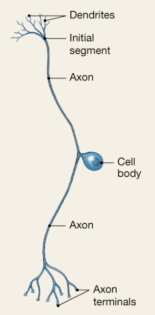 <p>One T-like process (2 axons) Sensory information from skin, muscles, etc</p>