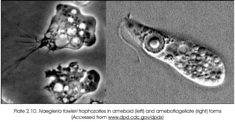 <p>Naegleria spp.</p>