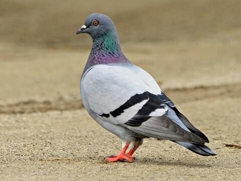 <p>What bird is this?</p>