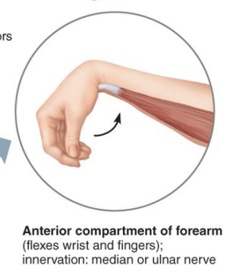<p><strong>Anterior forearm compartment</strong></p>