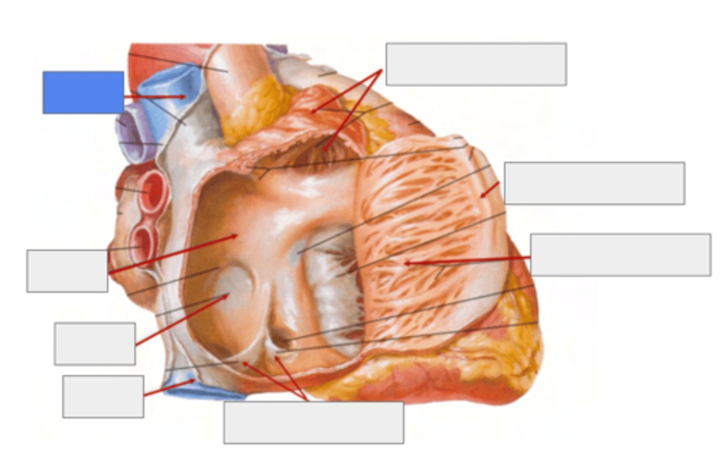 <p>Superior Cava vein</p><p>(No valve for entry)</p>