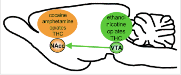 <p>electrodes accidentally hit the ventral tegmental area going to nucleus accumbens → dopamine axons project from VTA to NAcc</p><ul><li><p>caused rats to self-stimulate dopamine release by pressing a button constantly until exhaustion</p></li><li><p>dopamine must be part of pleasure circuit (valid but incorrect conclusion)</p></li><li><p>Actually, humans who did this study reported that the sensation was unpleasant but felt compelled to do it</p></li></ul><p></p>