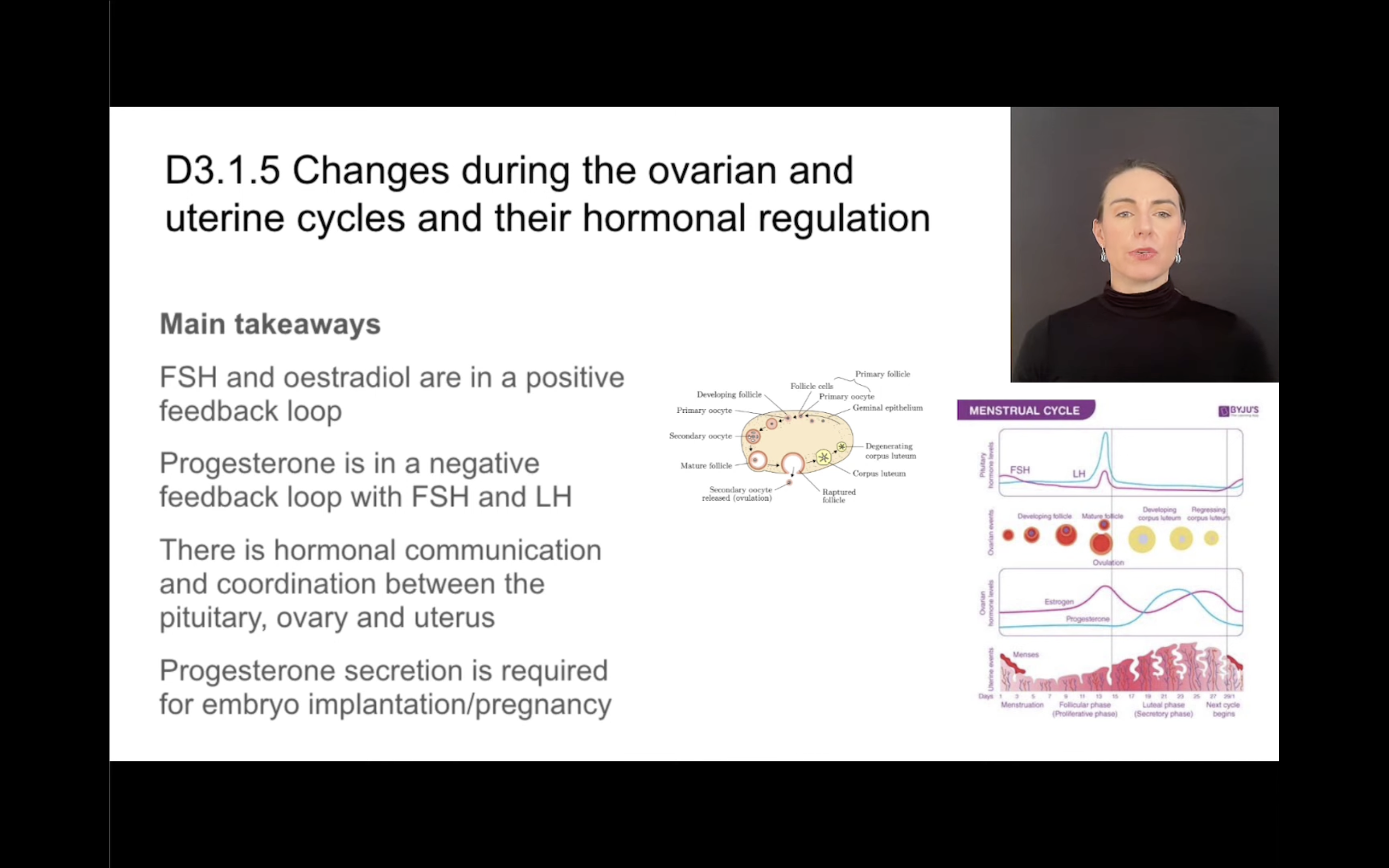 <p>ovarian and uterine cycles</p>