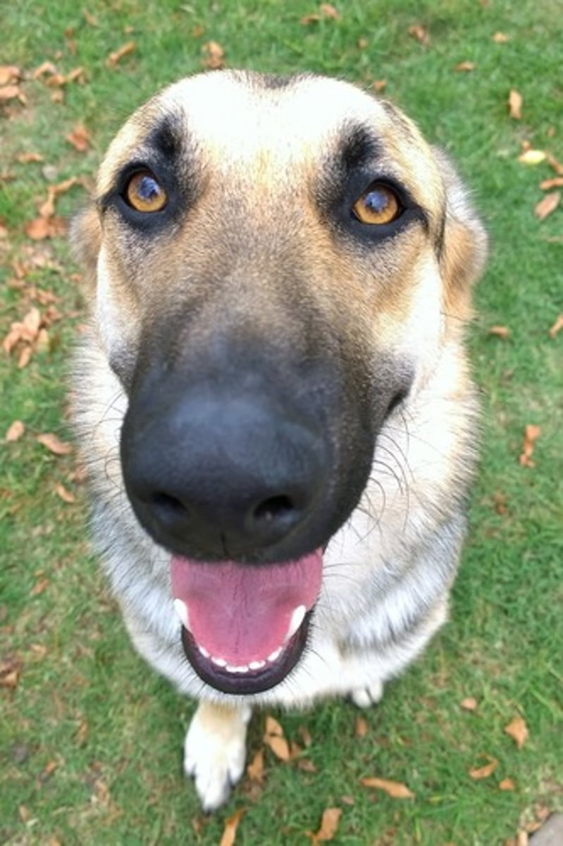 <p>уступчивый / податливый / соответствующий требованиям. Example: The company must be (...) with the new safety laws.</p>