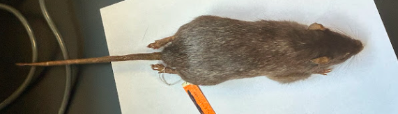 <p>Common Name?</p><p>Family?</p><p>Scientific Name?</p>