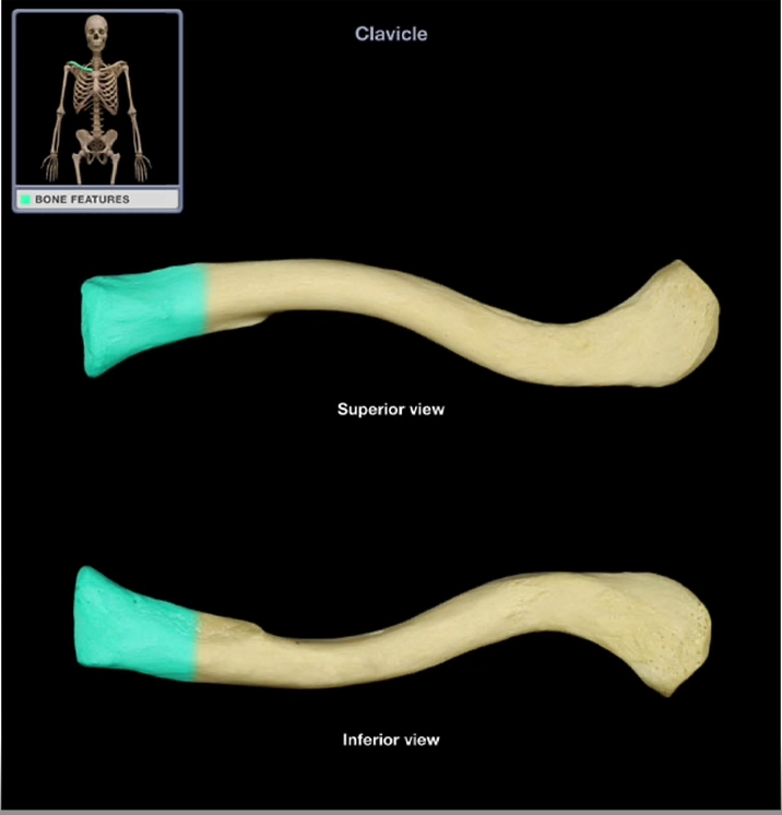 <p>Sternal End of the Clavicle </p>