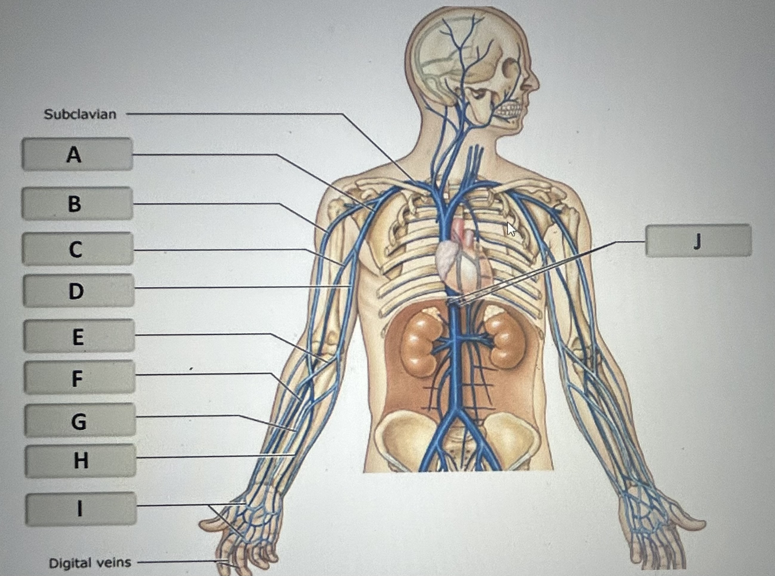 Identify the major vein labeled H