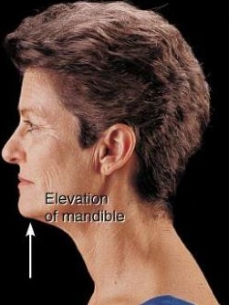 <p>Elevation</p>