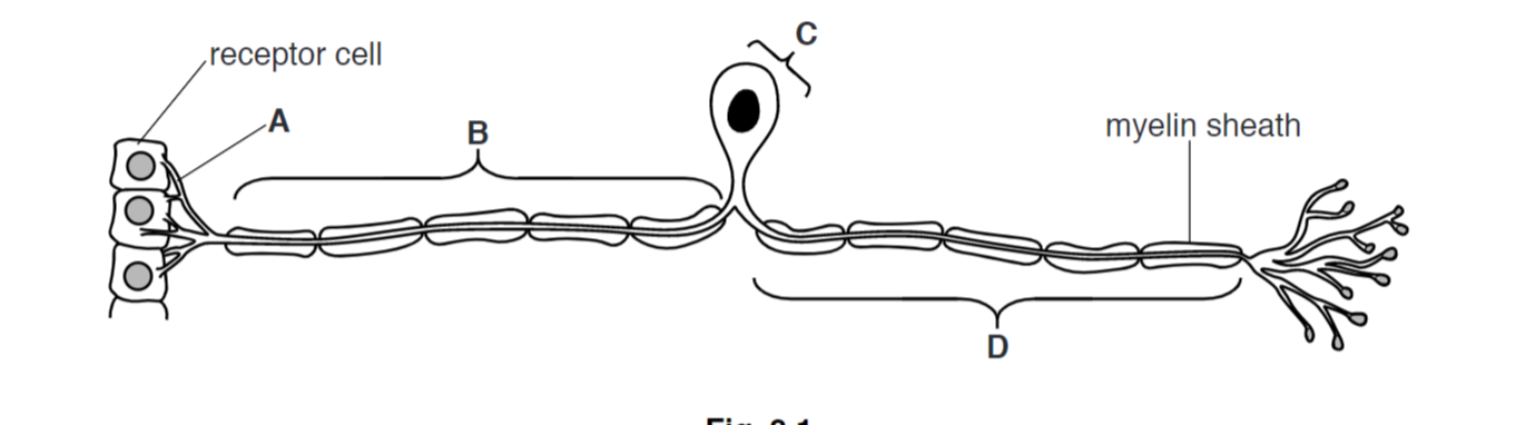 structure of a sensory nuerone