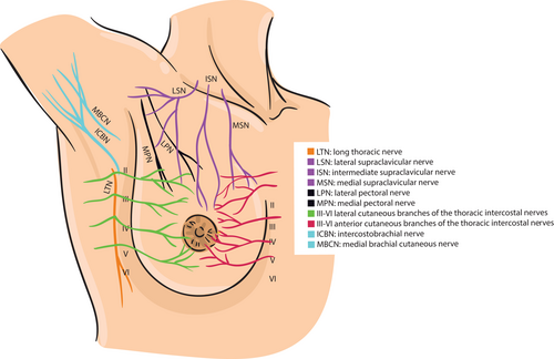 <p>Lateral and medial pectoral nerves</p>