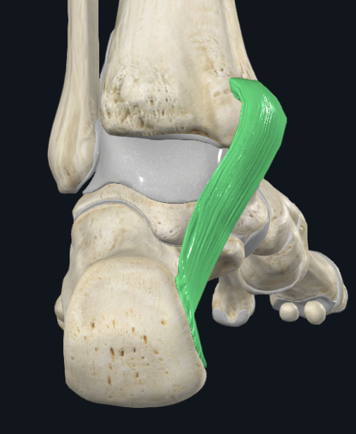 <p><span style="background-color: transparent;">Flexor Retinaculum</span></p>