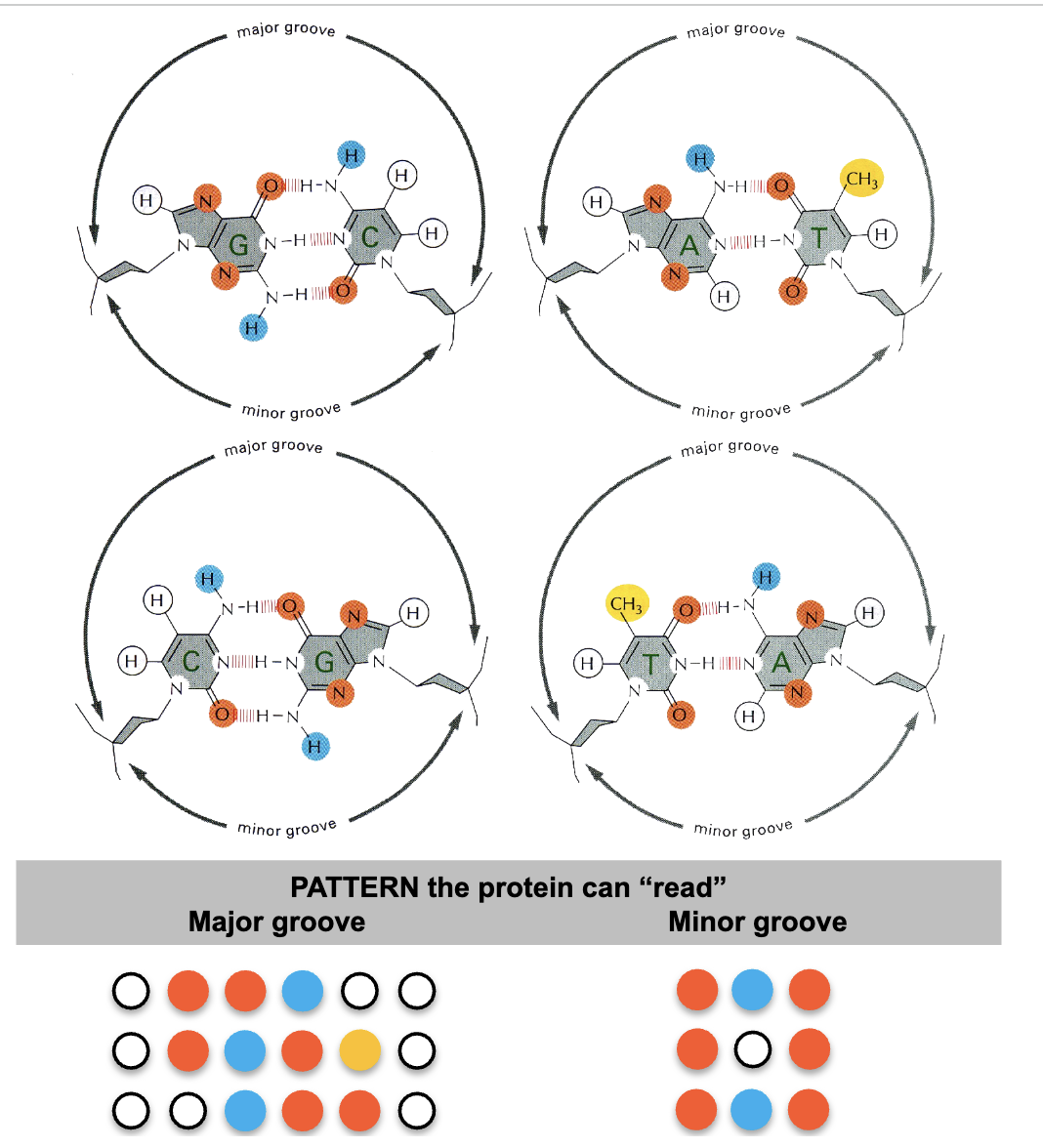 <p>acceptors (oxygen and nitrogen ions) and donors (hydrogen bound to acceptor) </p>