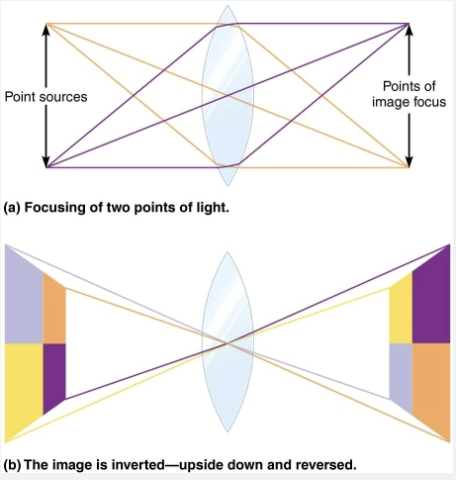 <ul><li><p><strong>Refraction → </strong><span style="color: red"><strong>Bending of light rays</strong></span></p><ul><li><p>Due to change in speed of light when it passes from one transparent medium to another and path of light is at an oblique angle</p><ul><li><p>EX: from liquid to air</p></li></ul></li></ul></li><li><p><strong>Lenses</strong> → <strong>Can also refract light because they are curved on both sides</strong></p><ol><li><p><strong>Convex</strong>: Thicker in center than at edges</p><ul><li><p>Bend light passing through it → so that rays converge at focal point</p></li><li><p>Image formed at focal point is upside-down and reversed from left to right</p></li></ul></li><li><p><strong>Concave</strong>: Ticker at edges than in center</p><ul><li><p>Disperse light, preventing light from being focused</p></li></ul></li></ol><p></p></li></ul><p></p>