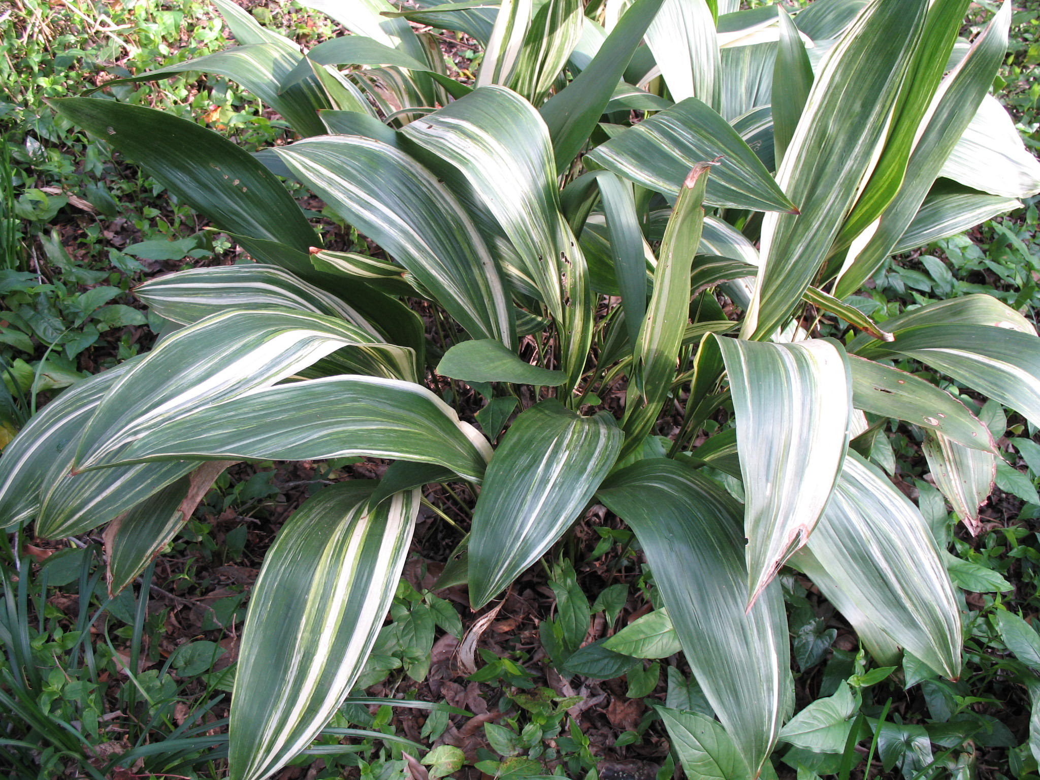 <p>Common Name?</p>