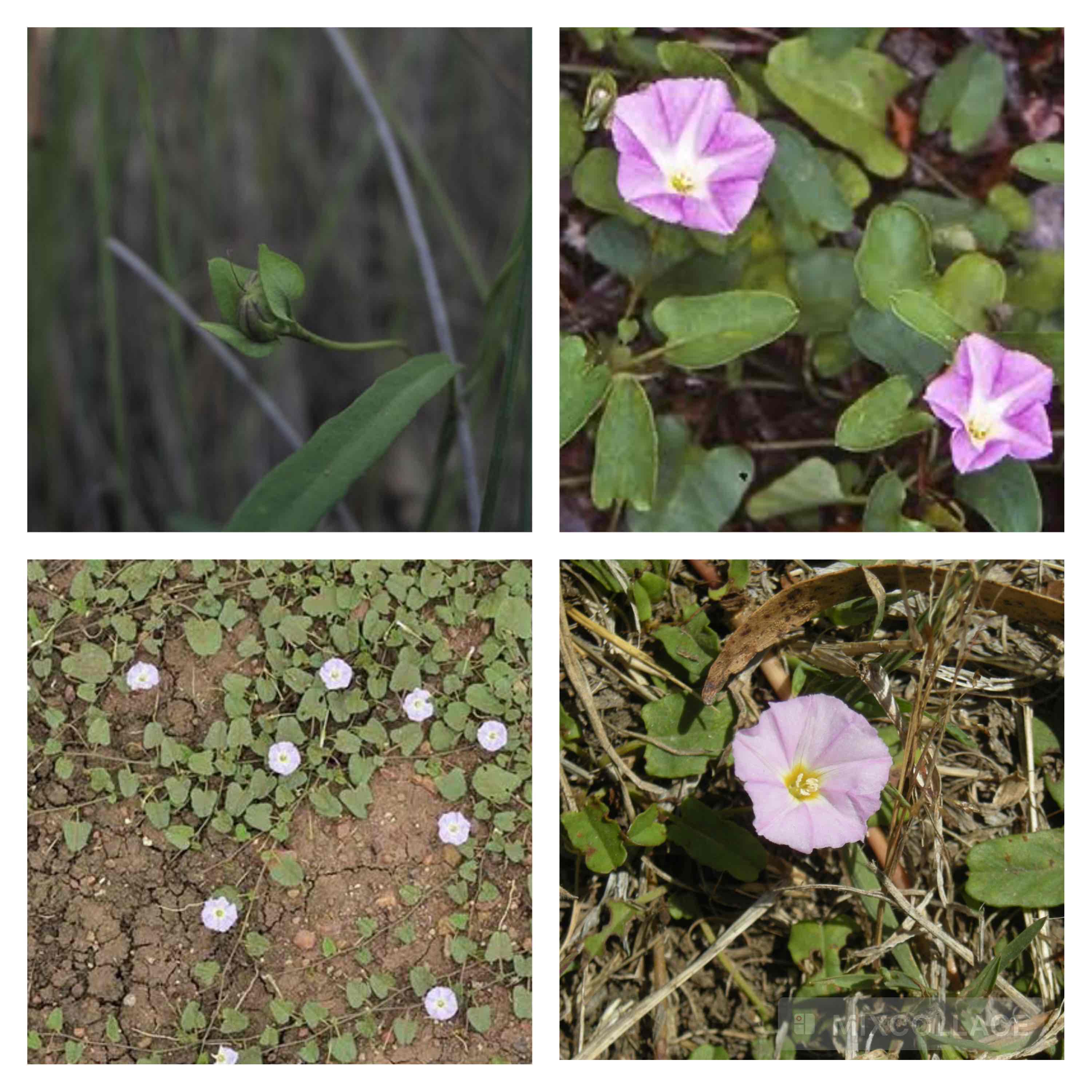 <p>Slender bindweed</p>