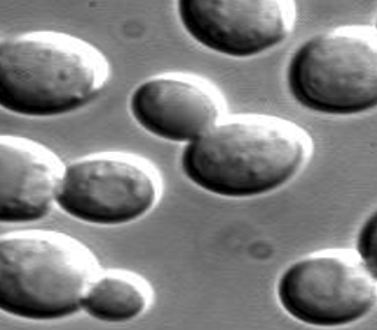 <p>what is this? what fungi group is it for</p>