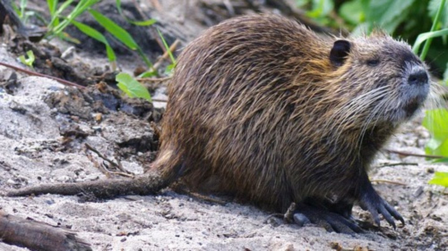 <p>Nutria</p>