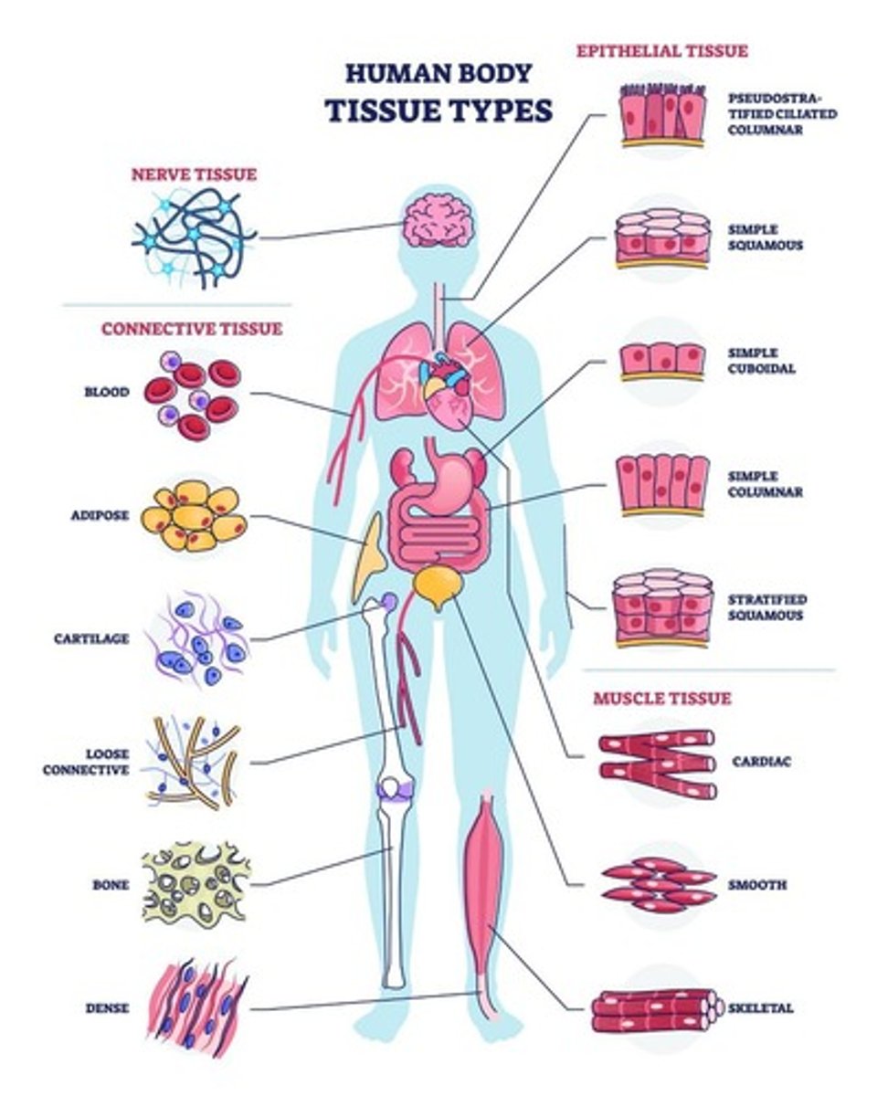 <p>Carbohydrates, proteins, fats (lipids), and nucleic acids.</p>