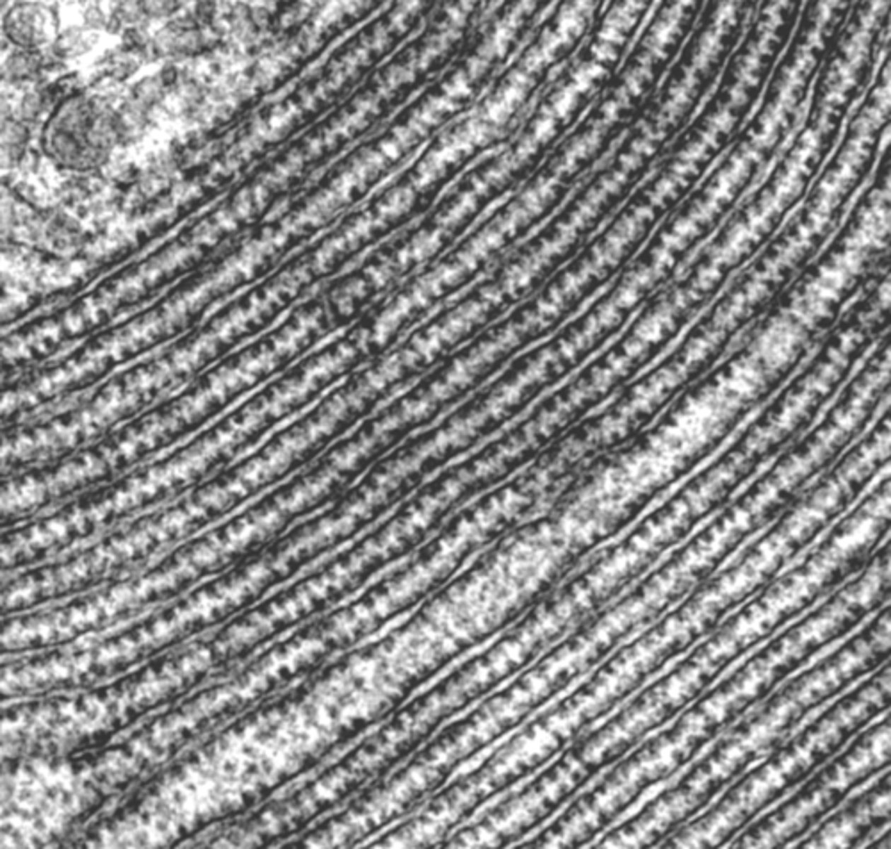 <p>what cell organelle is shown</p>