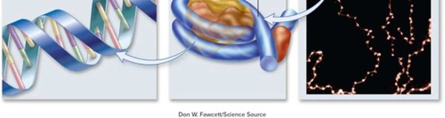 <p>Linear DNA structures organized with proteins.</p>