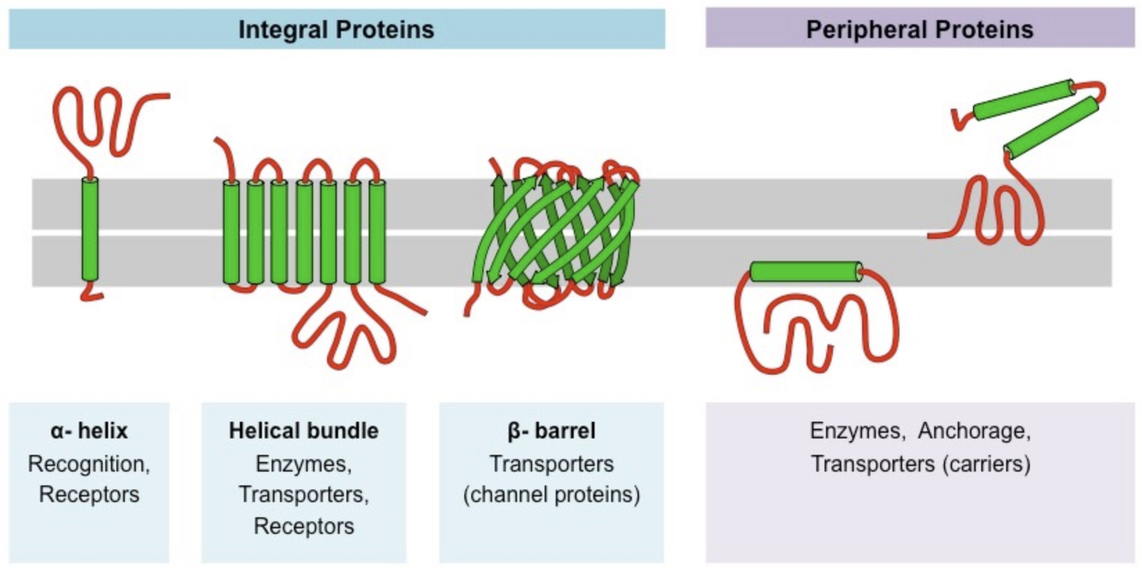 <p>Typically adopt one of two tertiary structures:</p><ul><li><p>Single helices/helical bundles</p></li><li><p>Beta Barrels (common in channel proteins)</p></li></ul>