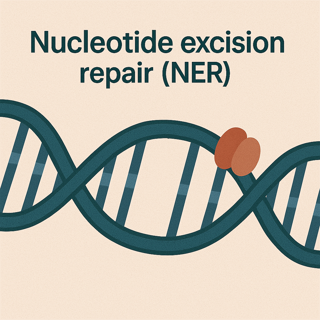<p>Nucleotide excision repair (NER)</p>