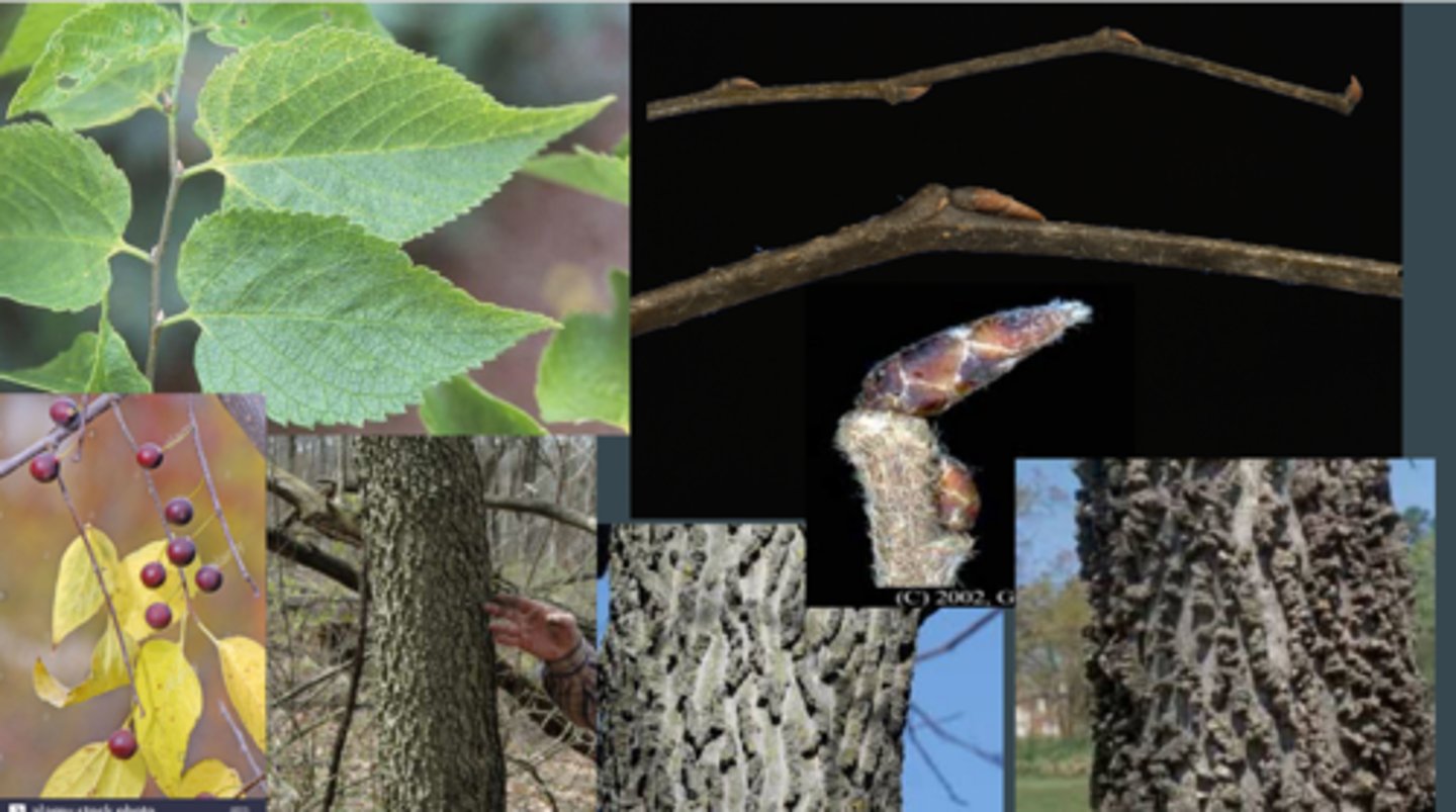 <p>Hackberry</p>