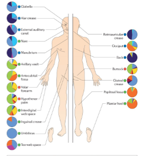 <p>Describe the mutualisms that led to the human body:</p>