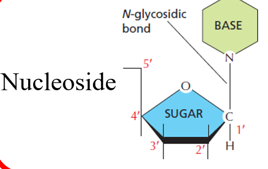 <p>base covalently attached to C1 of sugar backbone</p>