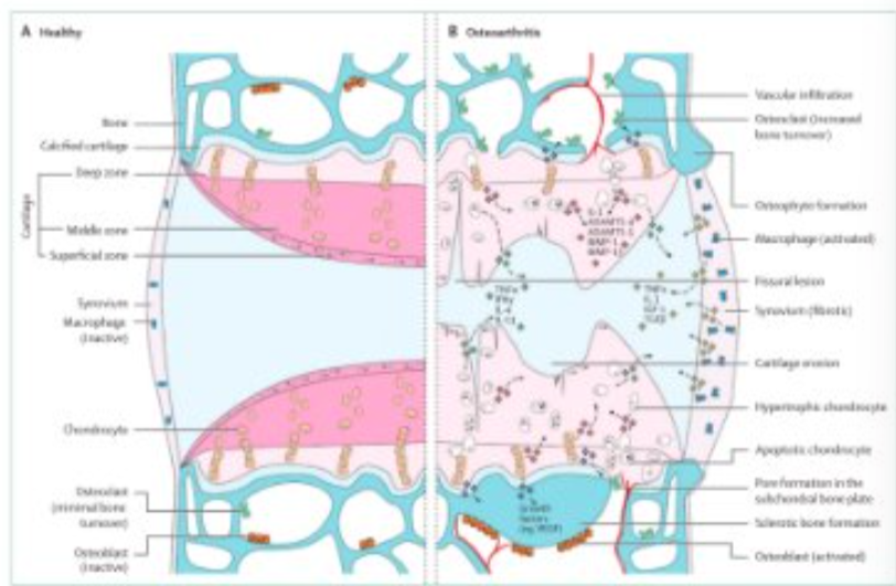<p>What differences can be seen in this image?</p>