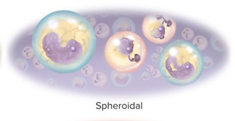 <p>Spheroid (ovoid)</p>
