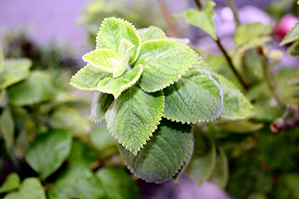 <p>Biological Origin:<strong> Coleus amboinicus (Lour.) Spreng . (Lamiaceae)</strong></p><p>Common Name:<strong> Oregano, Indian Borage, Mexican Mint</strong></p><p>Part used: <strong>Leaf</strong></p><p>Medicinal use:</p><ul><li><p><strong>antibacterial</strong></p></li><li><p><strong>skin disease</strong></p></li><li><p><strong>antitumor</strong></p></li></ul><p>Secondary metabolites:</p><ul><li><p><strong><u>Volatile oils</u></strong></p></li></ul>