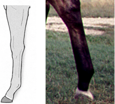 <p>Any narrow marking around the coronet above the hoof</p>
