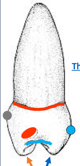 <p>Name the tooth</p>