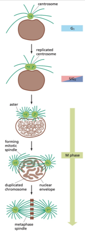 <p>Centrosome cycle runs at the same time as cell cycle - shares many features</p>