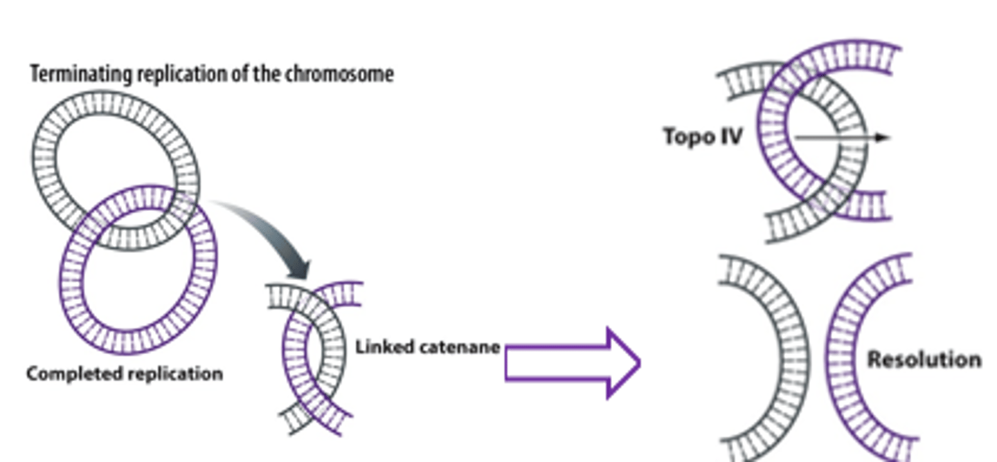 <p>affects separation of linked DNA molecules</p>