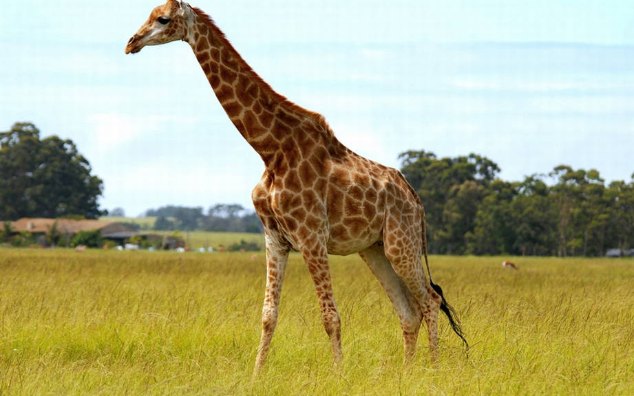 <p>GIRAFFE</p>