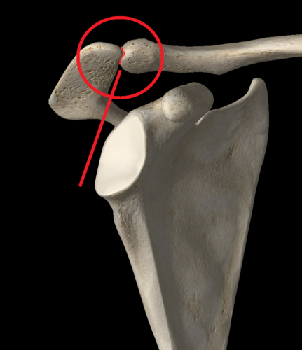 acromial end of the clavicle with the acromion