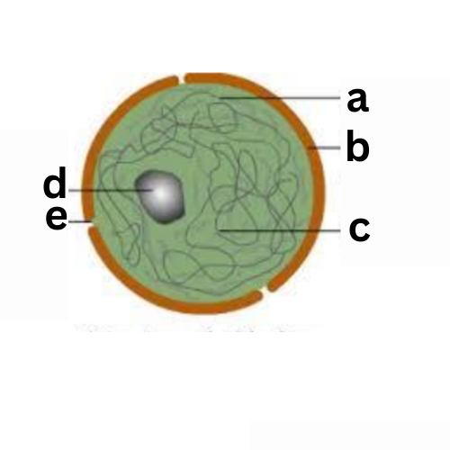 <p><span style="color: rgb(0, 0, 0);"><span>Label This Diagram</span></span></p><p><span style="color: rgb(0, 0, 0);"><em><span>The Nucleus</span></em></span></p>