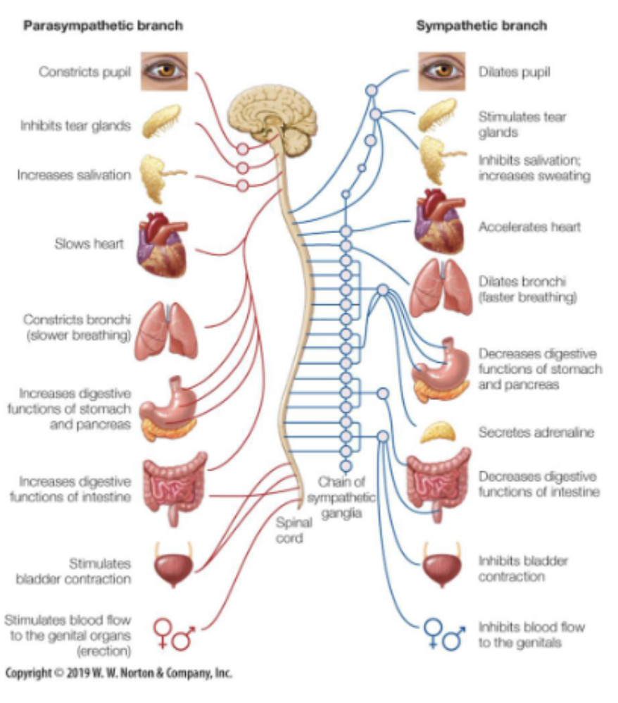 <p><span><span>connects the CNS to the limbs and organs.</span></span></p><p><span><span>Consists of:</span></span></p><ul><li><p><span><strong><span>Somatic motor system</span></strong><span>: voluntary muscles</span></span></p></li><li><p><span><strong><span>Autonomic motor system</span></strong><span>: involuntary muscles (reflexes) and organs (e.g., heart, bladder,...). This system is always active but can be in one of two states:</span></span></p><ul><li><p><span><em><span>Sympathetic state</span></em><span>: expending energy (‘fight or flight’)</span></span></p></li><li><p><span><em><span>Parasympathetic state</span></em><span>: conserving energy (‘rest and digest’)</span></span></p></li></ul></li></ul><p></p>